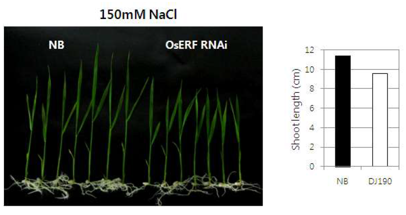 OsERF RNAi 형질전환체의 염스트레스에 대한 반응조사