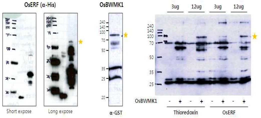 OsERF와 OsBWMK1과의 pull down 실험