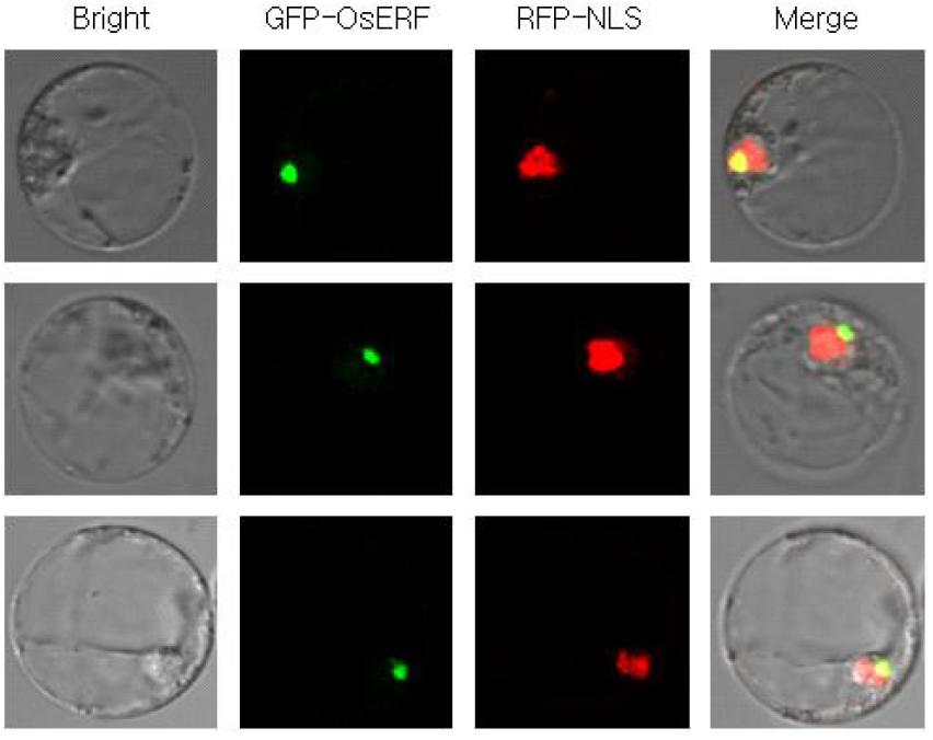 OsERF의 세포내위치조사
