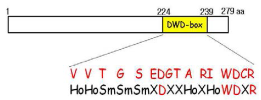 OsDWD1의 구조