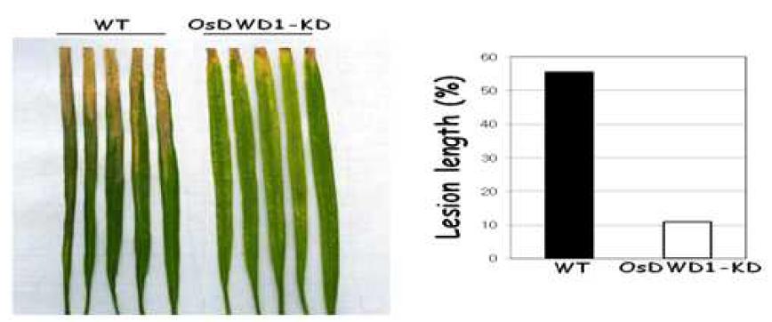 OsDWD1 RNAi 형질전환체의 병 저항성 검정