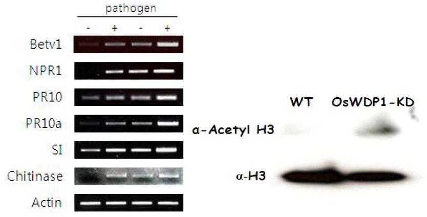 병 방어 마커유전자의 발현분석 및 histone modification조사