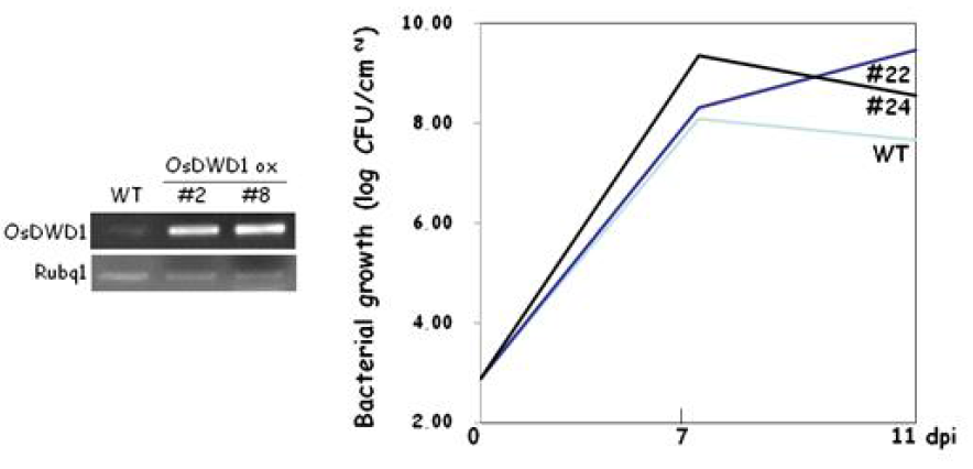 OsDWD1과발현체의 벼 흰잎마름병 저항성 검정