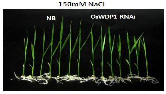 OsDWD1 RNAi 형질전환체의 염에 대한 영향조사
