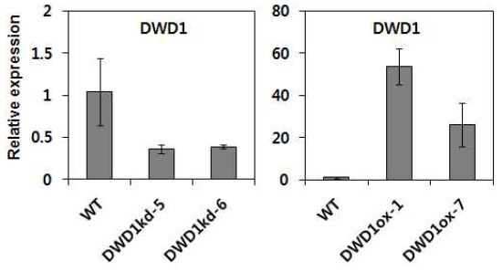 일미벼의 OsDWD1 과발현체와 RNAi형질전환체의 육성 및 선발
