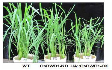 OsDWD1 RNAi 및 OsDWD1 과발현 벼 발현분석 및 형질전환체 사진