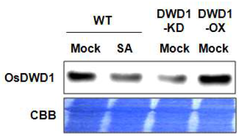 OsDWD1 RNAi 개체 및 과발현체에서 OsDWD1 단백질양의 비교