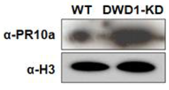 OsDWD1 RNAi 개체에서 병 저항성 마커유전자의 western blot에 의한 단백질수준에서 비교조사