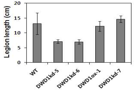 OsDWD1 RNAi 및 OsDWD1 과발현체의 벼 흰잎마름병 검정