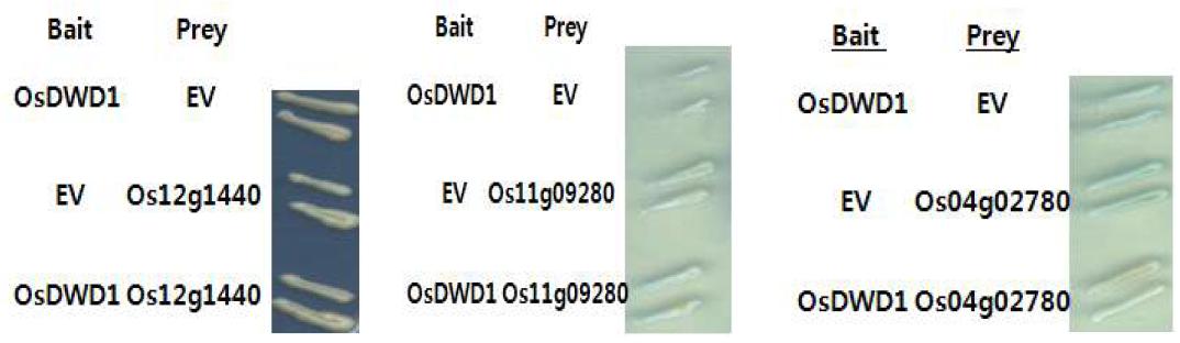 OsDWD1-kd계통에서 축적된 유전자의 yeast two hybrid검정결과