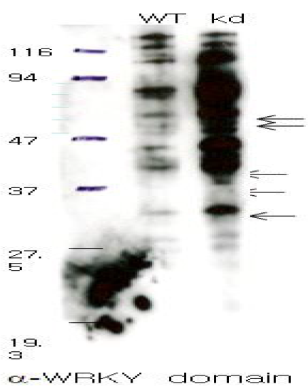 OsDWD1-kd계통의 단백질의 western blot분석