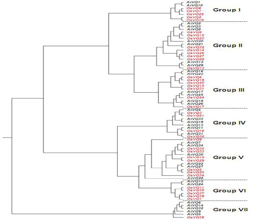 OsVQ 와 AtVQ 의 Phylogenetic tree.