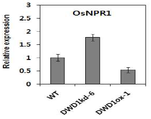 OsDWD1 RNAi 개체 및 과발현개체에서 OsNPR1의 발현양상