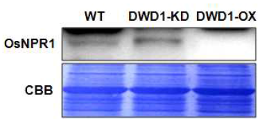 OsDWD1 RNAi 개체 및 과발현개체에서 OsNPR1 protein 양비교