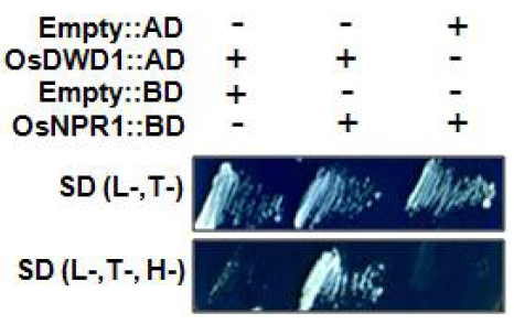 OsDWD1과 OsNPR1과의 yeast two hybrid 결과
