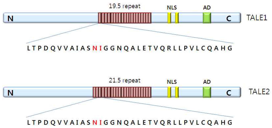 KXO85로부터 분리한 TAL effector1(TALE1)과 TALE2