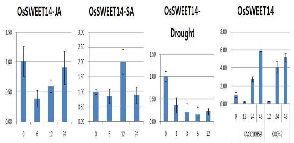 OsSWEET14의 발현분석