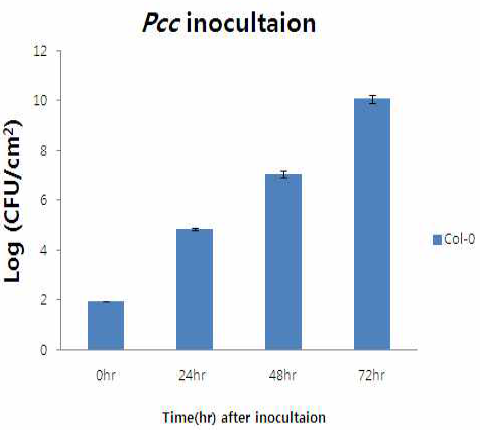 애기장대에서 Pcc의 growth curve
