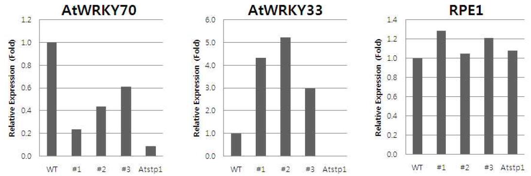 35S:STP1 과발현체에서의 WRKY전사인자의 발현분석