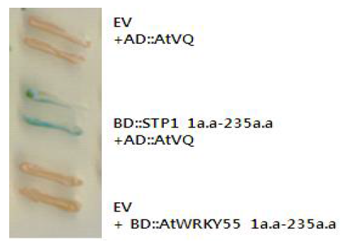 STP1과 AtVQ유전자와의 Y2H결과