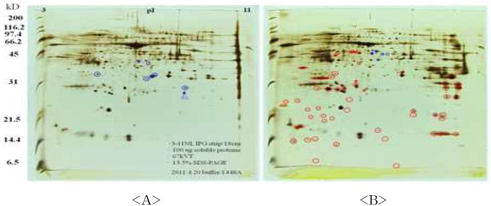 buffer (A) 와 Pseudomonas syringae pv. phaseolicola 1448A infiltration (B) 후 apoplast에서 발견되는 단백질 비교