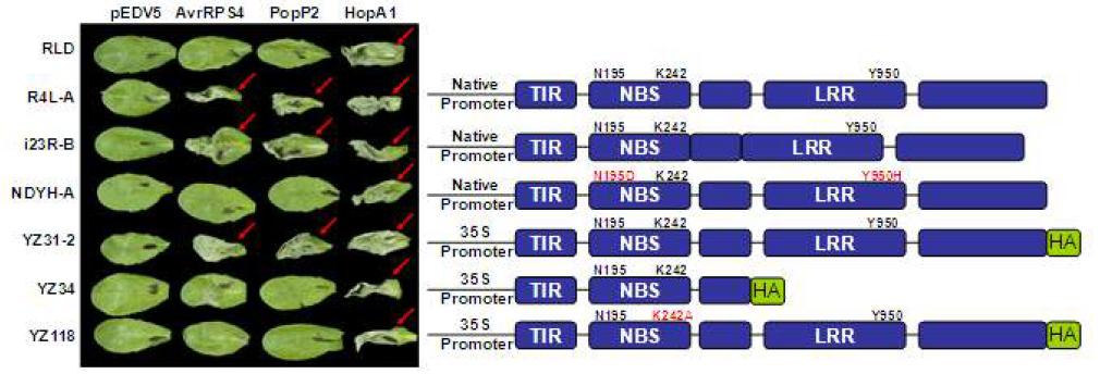 PopP2에 의한 면역발현은 RPS4 의존적이다.