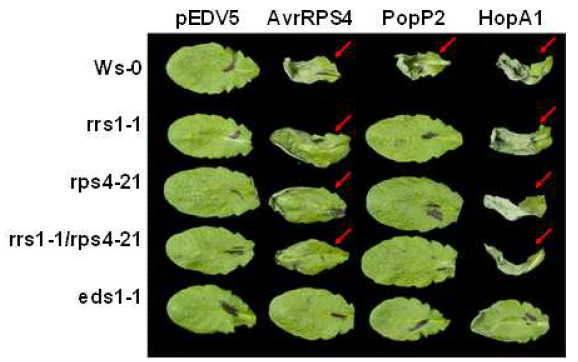 PFO1-T3SS로부터 분비된 PopP2는 RPS4와 RRS1에 의존적인 과민성 반응을 애기장대 Ws에서 일으킨다.