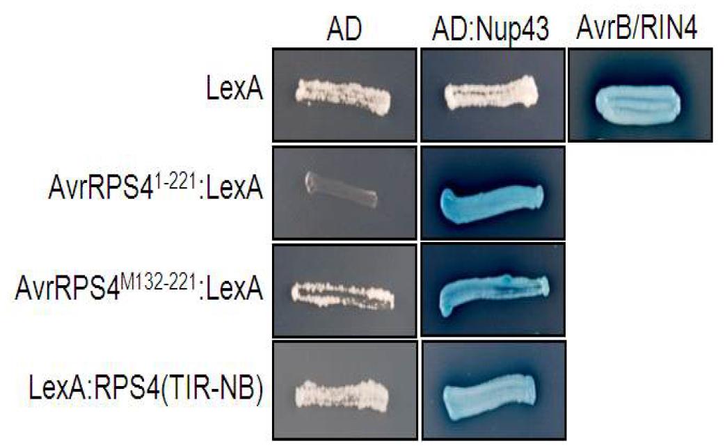 AvrRps4와 RPS4는 Nup43와 단백질 상호작용 한다.