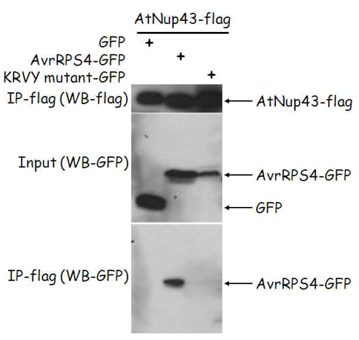 식물세포내에서 AvrRps4와 Nup43의 상호작용에는 KRVY-motif가 요구된다.