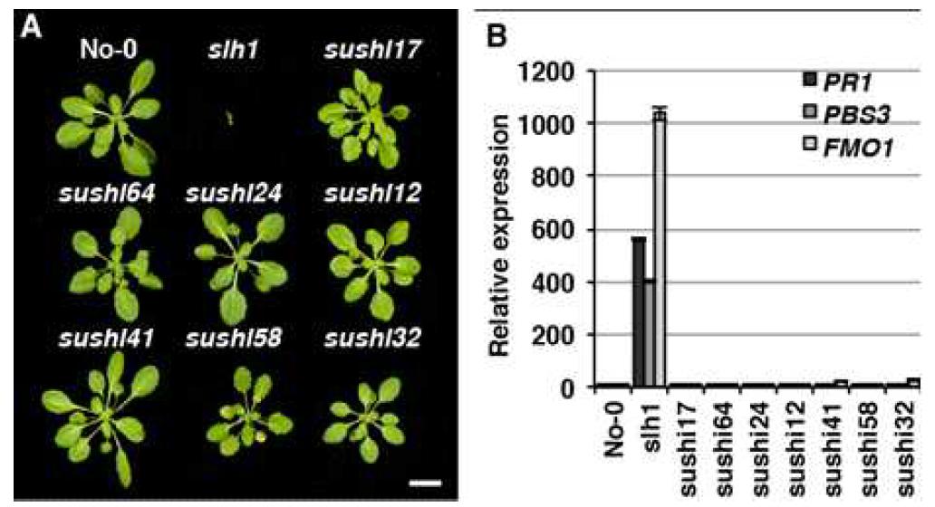 sushi (suppressor of slh1 immunity) 돌연변이체들의 발견.
