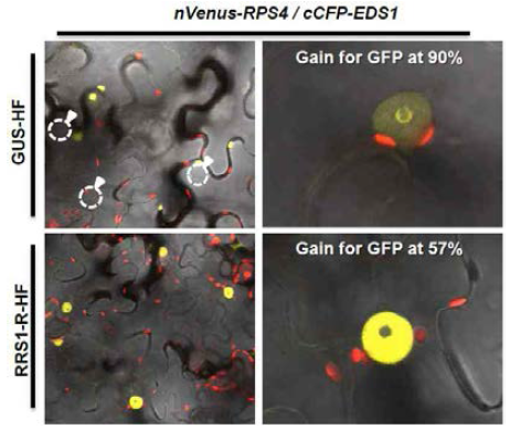BiFC를 활용한 현미경관찰을 통해 RPS4-EDS1 복합체는 RRS1이 존재할 경우 핵으로의 이동이 증가하였다.