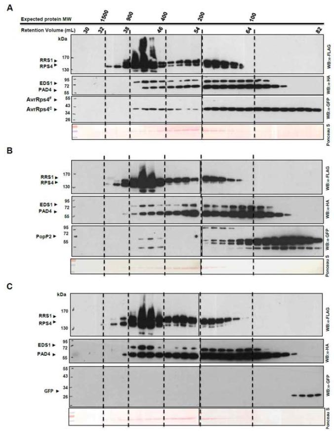 (A-C) 650 kDa 부근에서 RPS4/RRS1는 EDS1/PAD4와 단백질 복합체를 형성한다.