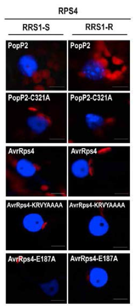 PopP2, AvrRps4 와 그 돌연변이 단백질들은 핵에서 RRS1-R과 RRS1-S와 상호작용한다.