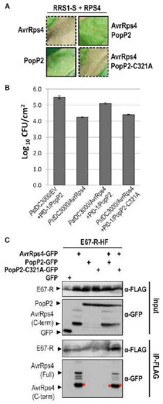 RRS1-S WRKY-domain에 PopP2에 의한 아세틸화는 AvrRps4 인지와 결합을 억제한다.