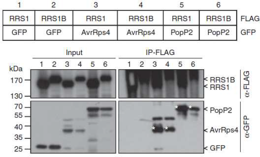RRS1과 마찬가지로, RRS1B은 AvrRps4와 PopP2에 상호작용한다.