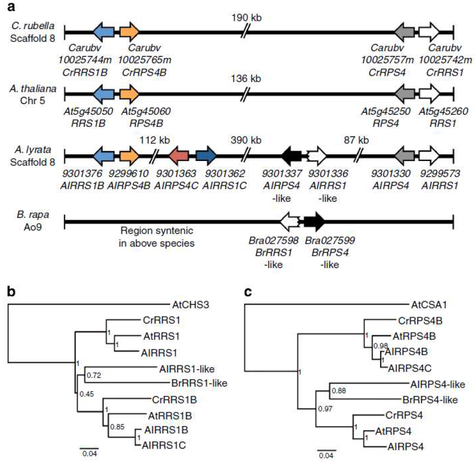 Brassicaceae에서 RRS1/RPS4-like R gene pair orthologs와 progenitors가 존 재한다