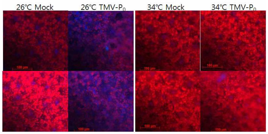 고추 부강의 TMV-P 매개 병저항성 발현에서 온도에 따른 2차 대사산물의 변화.