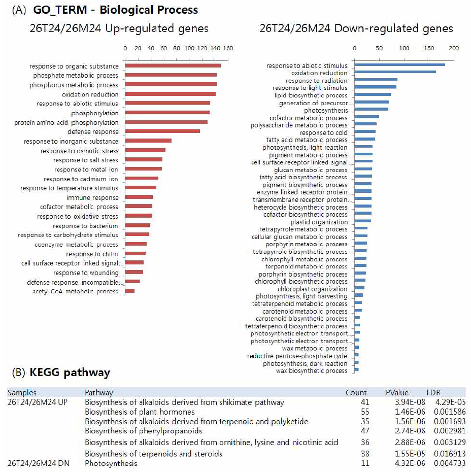 26oC에서 TMV-P0 처리에 따른 고추 유전자의 발현 변화가 2배 증감한 유전자를 DAVID 분석한 결과 (A)와 KEGG tool을 사용하여 분석한 결과 (B)이다.