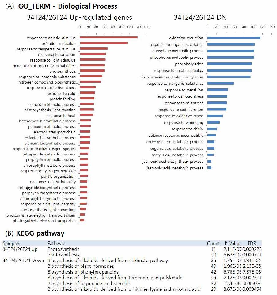 26oC TMV-P0 24h 시료 대비 34oC TMV-P0 24h 시료의 DEG 분석결과 유전자의 발현 변화가 2배 증감한 유전자를 DAVID 분석한 결과 (A)와 KEGG tool을 사용하여 분석 한 결과 (B)이다.