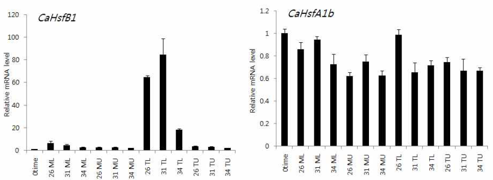 고추에 mock과 TMV-P 를 처리하고 26 C, 31 C, 34 C에서 72시간 경과 후, CaHsfB1과 CaHsfA1b의 발현양의 차이를 본 그림이다.