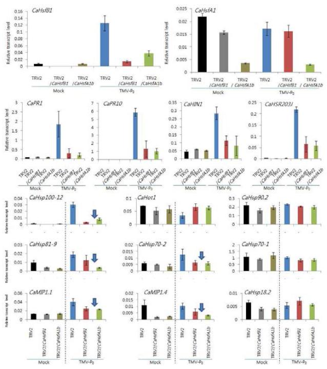 CaHsfB1와 CaHsfA1b의 VIGS 고추 식물체에 mock과 TMV-P 를 처리하고 72 시간 이후, 방어관련 유전자와 Hsps 유전자의 전사체의 양을 qRT-PCR로 조사하였다.