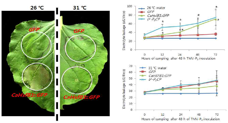 CaHsfB1-GFP의 transient overexpression 결과 26 C에서는 세포 사멸 반응이 나타나지만 31oC에서는 그 반응이 사라진다.