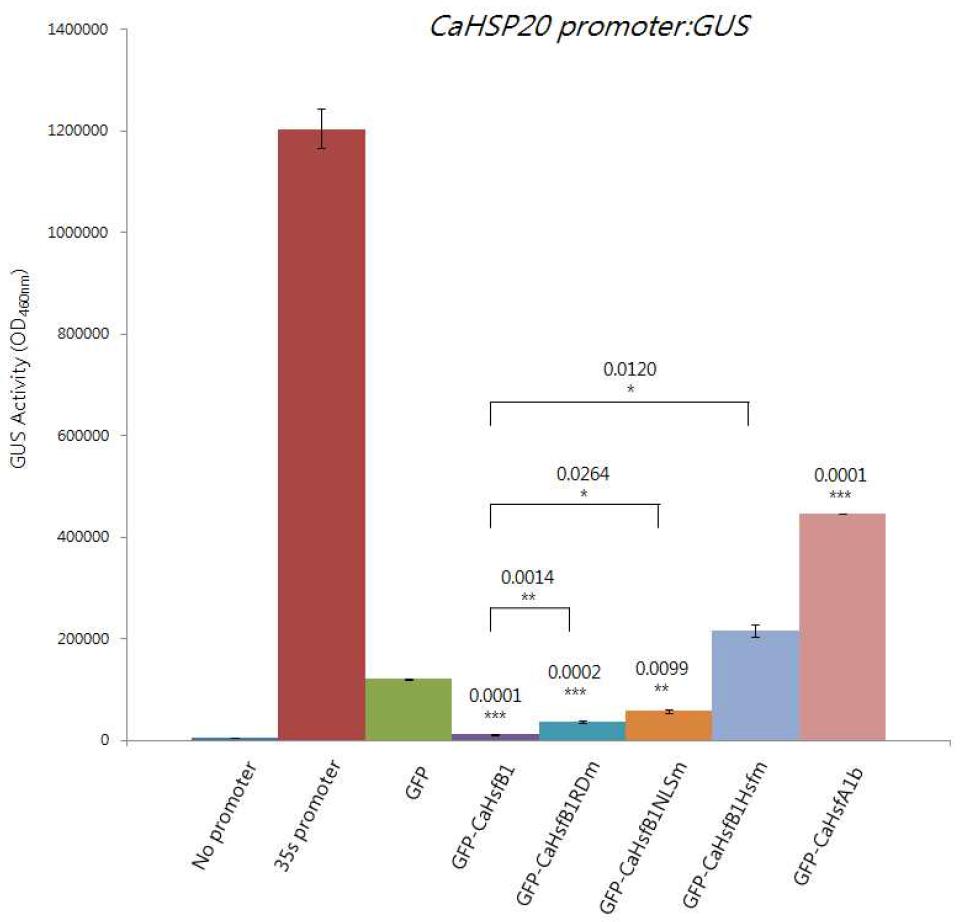 CaHsfB1과 CaHsfA1b가 과발현 되었을 때 HSE가 달려있는 promoter의 활성도를 변화시키는지 조사하기 위해 promoter assay를 실시하였다.