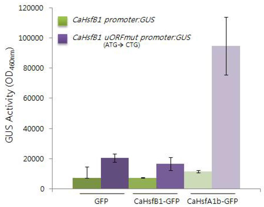CaHsfA1b가 CaHsfB1의 발현을 조사하는지 알기 위해 promoter assay를 실시하였다.