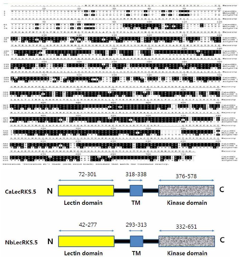 고추 부강의 CaLecRK-S.5 와 Nicotiana benthamiana 의 NbLecRK-S.5 아미노산 서열 및 모식도 비교.