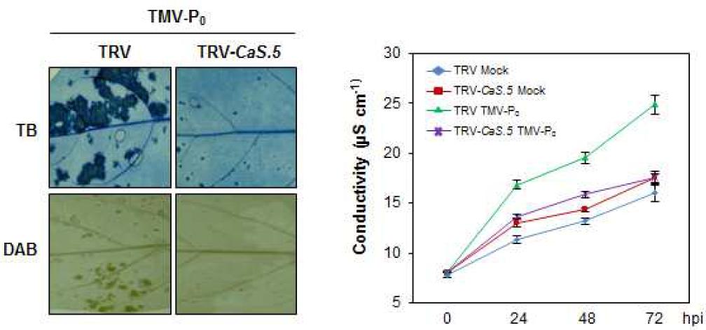 CaLecRK-S.5 발현 억제에 따른 TMV 감염에 의해 발생하는 L-gene 매개 과민성 반응의 감소, H2O2의 생성 억제, 그리고 전해질 용출정도를 Trypan blue, DAB 염색방 법과 electrolytic leakage 측정을 통해 확인을 하였다.