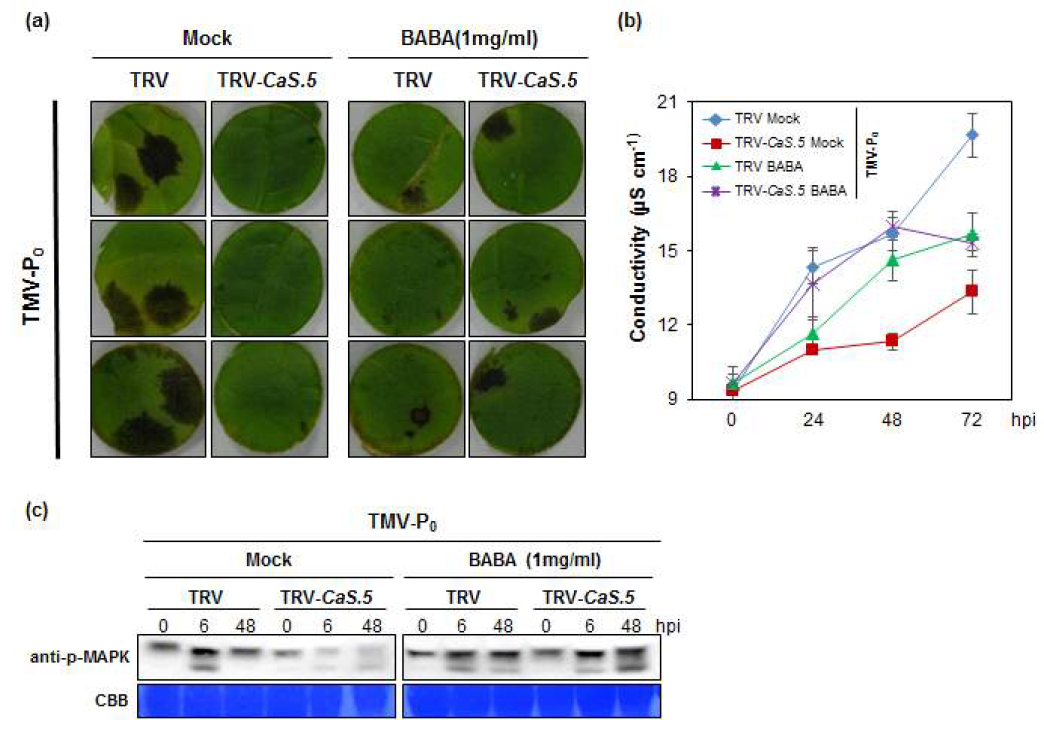 CaLecRK-S.5 발현 억제 식물에 Priming 유도물질 BABA를 처리하면 과민성 증상이 회복된다.