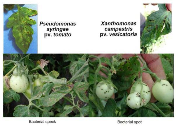 토마토 세균성 speck(Pst DC3000)과 검은무늬병(Xanthomonas campestris pv. vesicatoria) 병 반응.