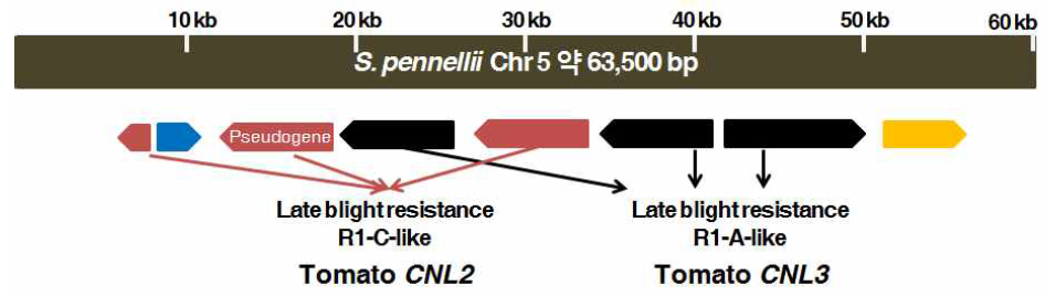 3개의 NB-LRR type 병 저항성 유전자의 상세한 위치.