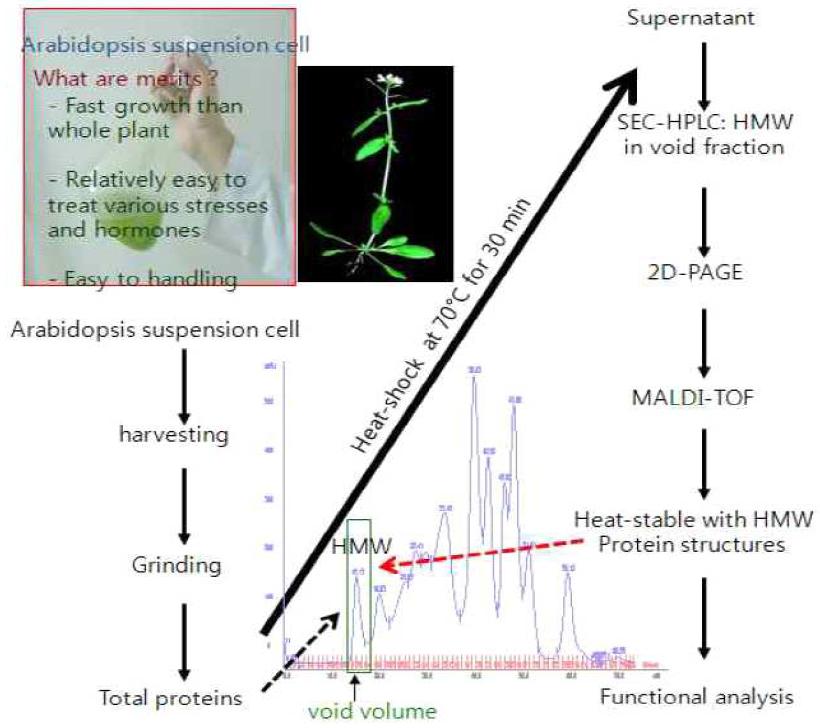Proteomics 방법을 통한 식물 단백질의 열안정성조절 관련 인자의 발굴.